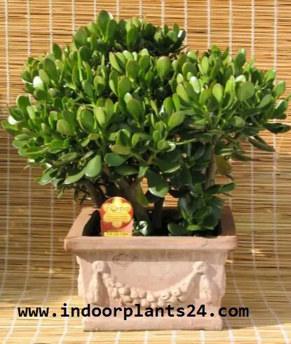 Crassulaceae Chinese Jade indoor Plant picture