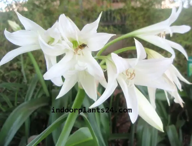 Amaryllidaceae Spider lily Plant