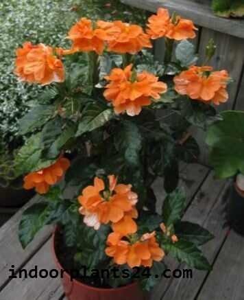 Crossandra Infundibuliformis plant image potted