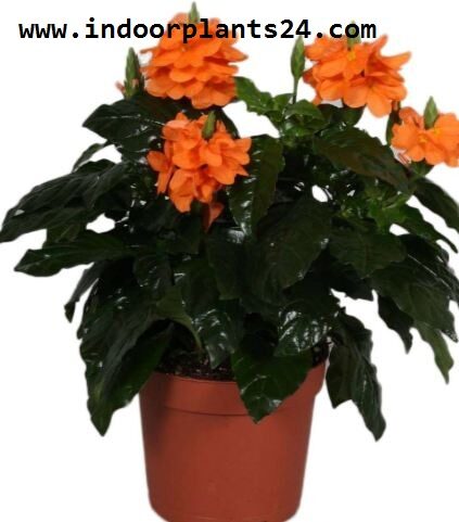 crossandra2binfundibuliformis2bplant-5085097