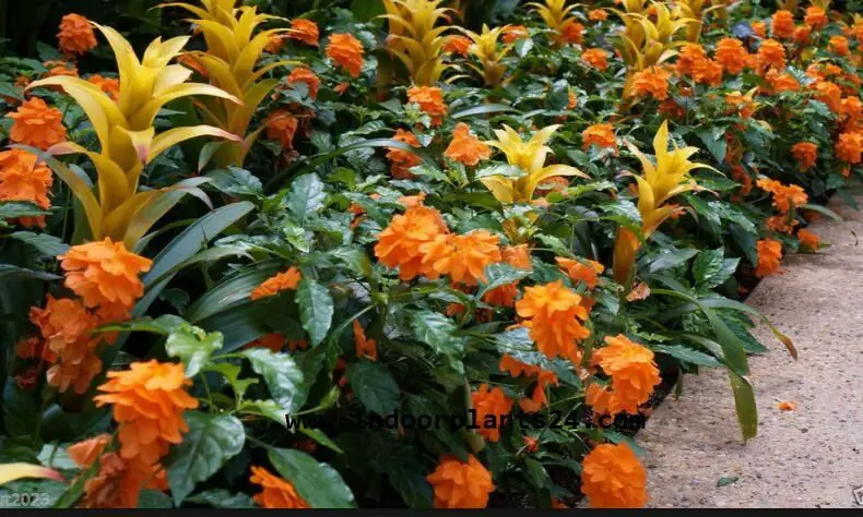 crossandra2binfundibuliformis2bplant2bpotted2bimage-6978848