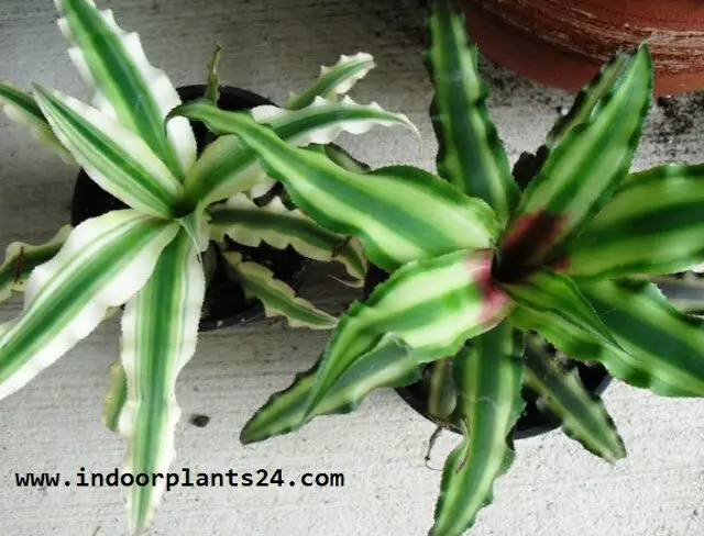 Cryptanthus Acaulis Bromeliaceae indoor photo