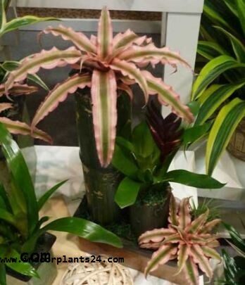 cryptanthus2bacaulis2bhouse2bplant2bpotted2bpicture-4206220