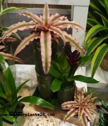 Cryptanthus Acaulis Bromeliaceae INDOOR HOUSE PLANT