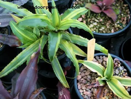 Cryptanthus Acaulis Bromeliaceae INDOOR HOUSE PLANT picture