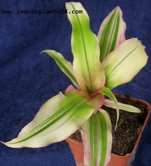 Cryptanthus Acaulis Bromeliaceae Green Earth Star Plant image