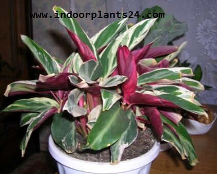 ctenanthe2boppenheimiana2bindoor2bhouse2bplant2bpotted-7952003