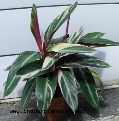 ctenanthe2boppenheimiana2bplant2bimage-2495009