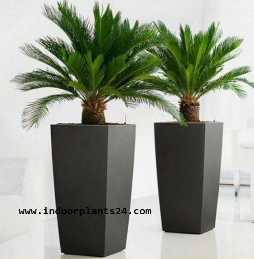 Cycas Revoluta indoor house plant picture