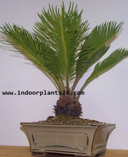 Cycas Revoluta indoor house plant