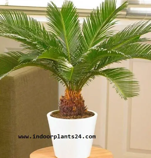 Cycas Revoluta indoor house photo