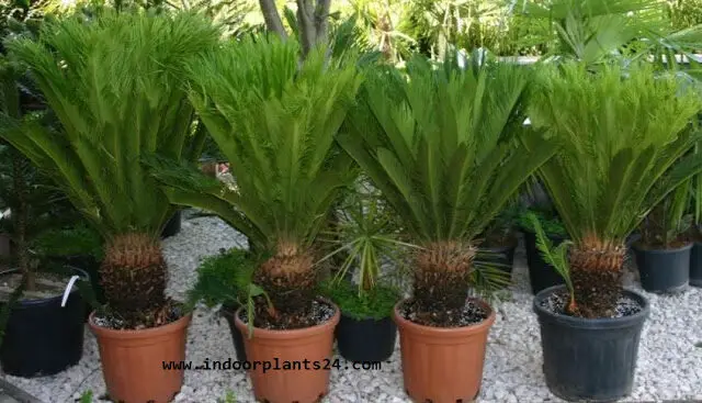 Cycas Revoluta indoor house JAPANESE SAGO PALM image