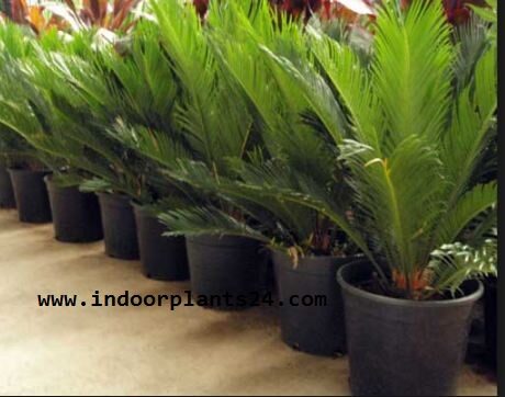 JAPANESE SAGO PALM image