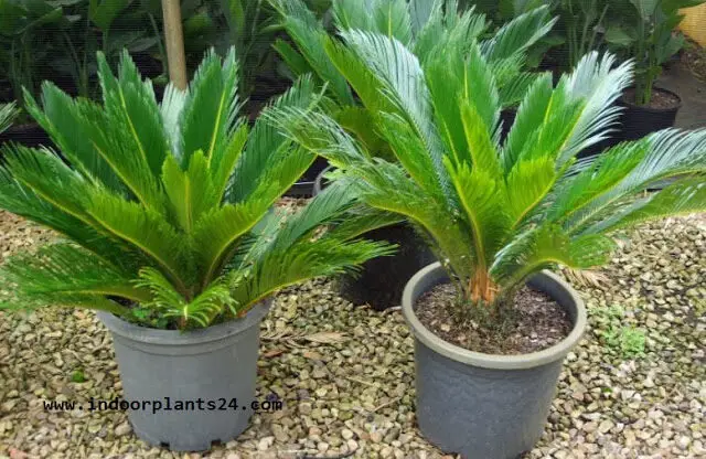 cycas2brevoluta2bjapanese2bsago2bpalm2bpictures2bpotted-9417193