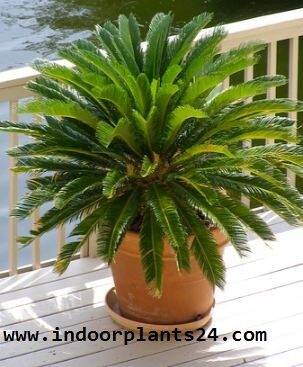 Cycas Revoluta 