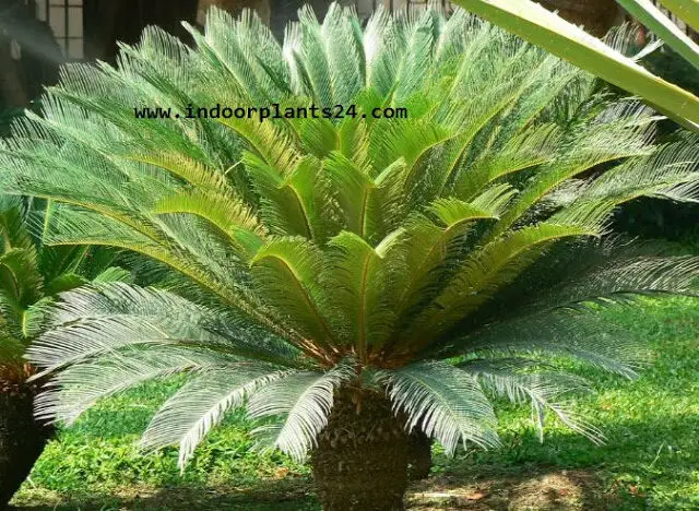 Cycas Revoluta indoor house photo