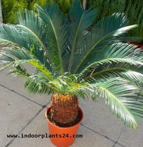 Cycas Revoluta indoor house JAPANESE SAGO PALM image