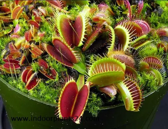 dionaea2bmuscipula2bdroseraceae2bvenus2bflytrap-3865857