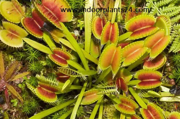 dionaea2bmuscipula2bdroseraceae2bvenus2bflytrap2bindoor2bplant-8781784