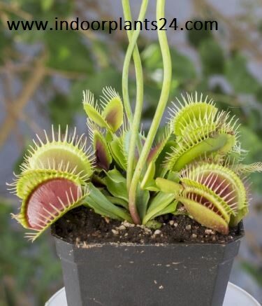 dionaea2bmuscipula2bdroseraceae2bvenus2bflytrap2bplant-3667598