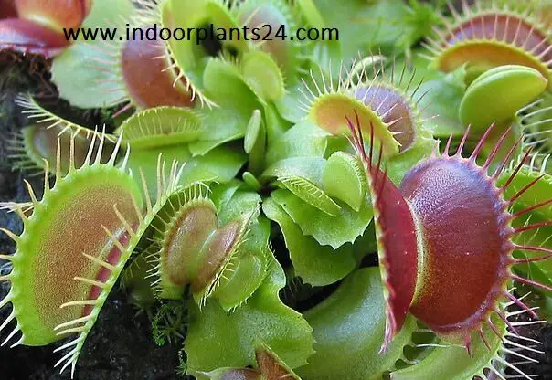 dionaea2bmuscipula2bhouse2bplant-6464170