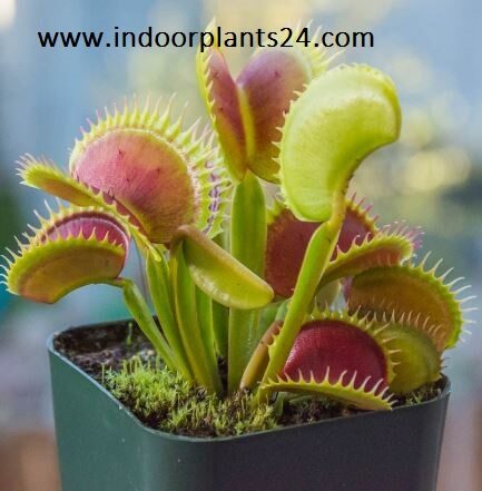 dionaea2bmuscipula2bpicture2bpotted-4583877