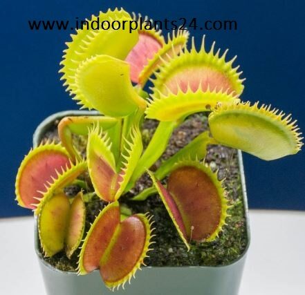 dionaea2bmuscipula2bpotted2bindoor2bplant-4563735