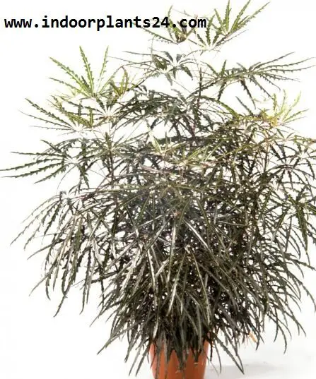  Dizygotheca Elegantissima INDOOR PLANT