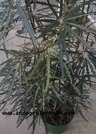  Dizygotheca Elegantissima INDOOR PLANT POTTED