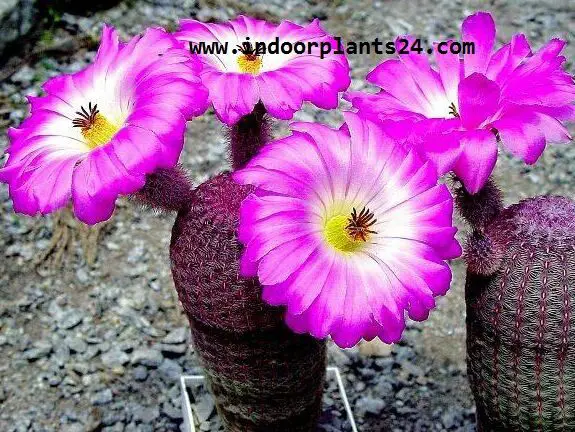 Echinocereus Pectinatus Cactaceae HEDGEHOG CACTUS potted image