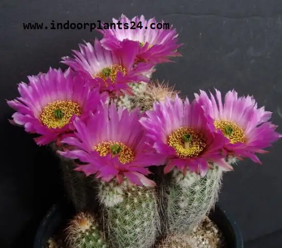 Echinocereus Pectinatus indoor plant