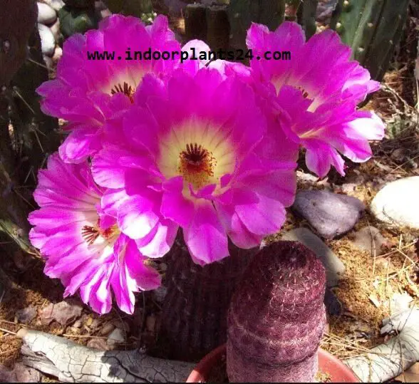 Echinocereus Pectinatus Cactaceae HEDGEHOG CACTUS 