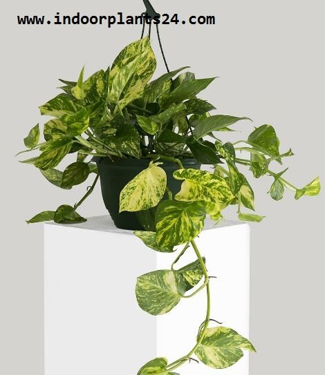 Epipremnum Aureum plant photo epipremnum2baureum2b2bindoor2bhouse2bplant-5939807