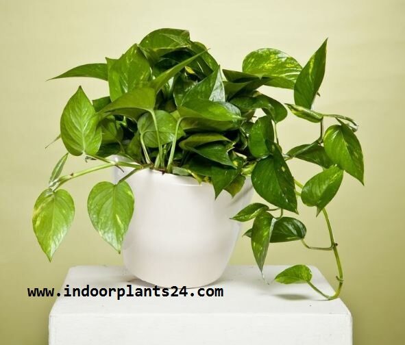 DEVIL'S IVY plant picture epipremnum2baureum2bplant2bimage-2947659