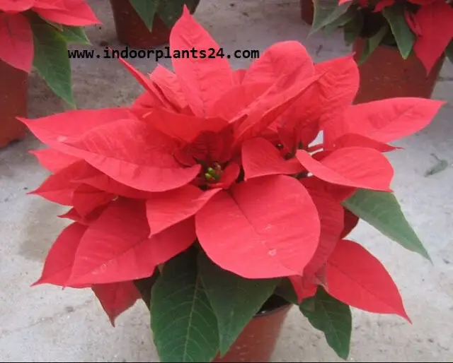 Euphorbia Pulcherrima plant care