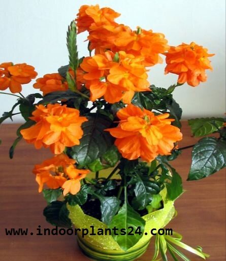 Crossandra Infundibuliformis plant picture potted