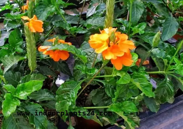 Crossandra Infundibuliformis plant image potted