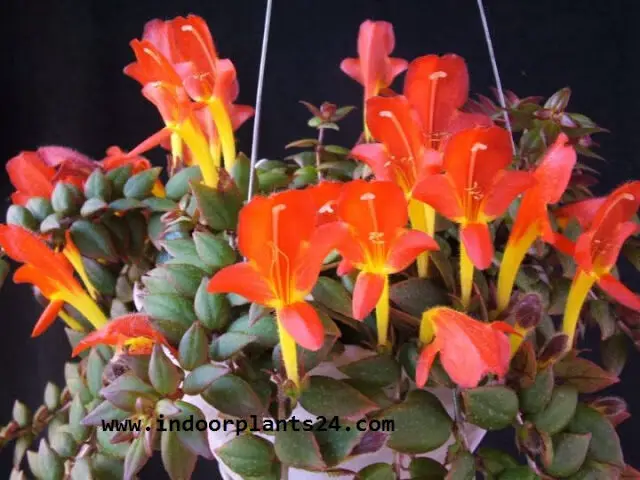 GOLDFISH PLANT INDOOR HOUSE PLANT IMAGE