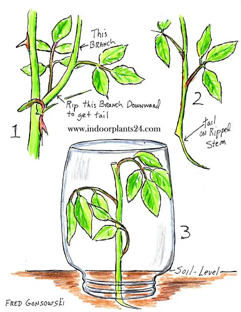 house2bplant2bpropagation2bguide-4342797