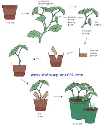 house2bplant2bpropagation2bguide2bpic-4973379