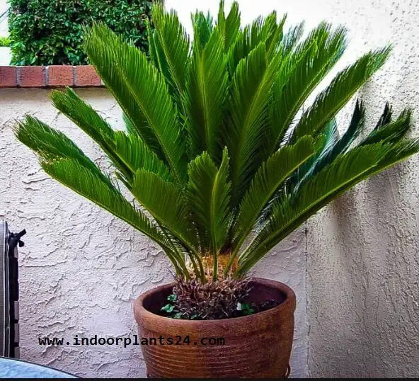  Cycadaceae House Indoor Plant