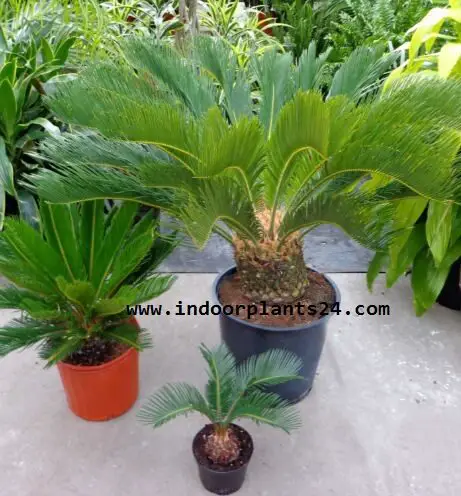  Cycadaceae House Indoor Plant picture