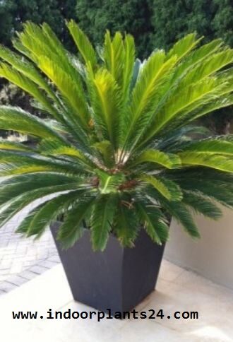 JAPANESE SAGO PALM image