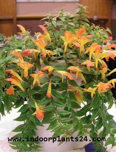 Nematanthus GOLDFISH PLANT 