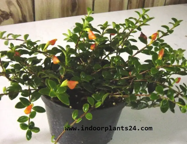 Nematanthus INDOOR HOUSE PLANT PICTURE