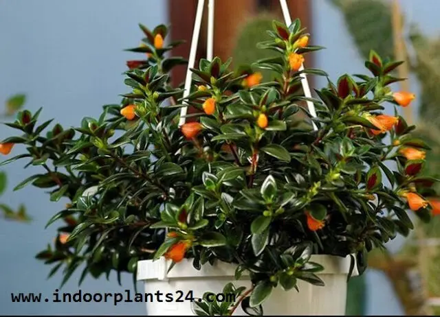 nematanthus2b2bindoor2bhouse2bplant2bpotted-9772209