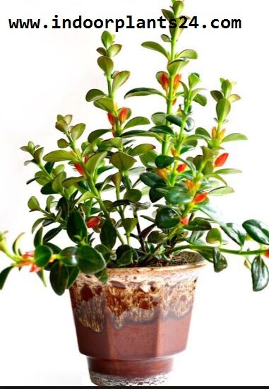 Nematanthus INDOOR PLANT IMAGE