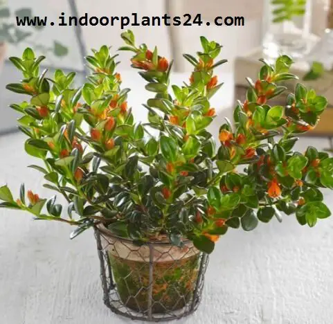 Nematanthus INDOOR HOUSE PLANT PICTURE