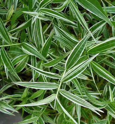 Oplismenus hirtellus Gramineae Basket grass Benefits, Care & Propagation 4 Oplismenus2Bhirtellus2BGramineae2B2B2BBasket2Bgrass 6814525