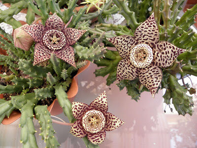 Orbea variegata Stapelia variegata Starfish Plant Carrion Flower 1713145